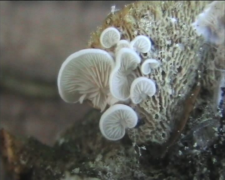 Winkel ( FRA ) 28.08.2004   2 Serie